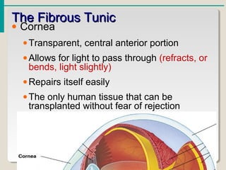 The Fibrous TunicThe Fibrous Tunic
• Cornea
•Transparent, central anterior portion
•Allows for light to pass through (refracts, or
bends, light slightly)
•Repairs itself easily
•The only human tissue that can be
transplanted without fear of rejection
 