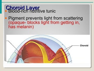 Choroid LayerChoroid Layer
• Blood-rich nutritive tunic
• Pigment prevents light from scattering
(opaque- blocks light from getting in,
has melanin)
 