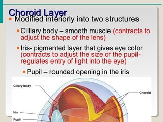 Choroid LayerChoroid Layer
• Modified interiorly into two structures
•Cilliary body – smooth muscle (contracts to
adjust the shape of the lens)
•Iris- pigmented layer that gives eye color
(contracts to adjust the size of the pupil-
regulates entry of light into the eye)
•Pupil – rounded opening in the iris
 