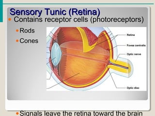 Sensory Tunic (Retina)Sensory Tunic (Retina)
• Contains receptor cells (photoreceptors)
•Rods
•Cones
•Signals leave the retina toward the brain
 