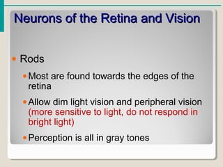 Neurons of the Retina and VisionNeurons of the Retina and Vision
• Rods
•Most are found towards the edges of the
retina
•Allow dim light vision and peripheral vision
(more sensitive to light, do not respond in
bright light)
•Perception is all in gray tones
 