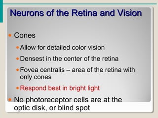 Neurons of the Retina and VisionNeurons of the Retina and Vision
• Cones
•Allow for detailed color vision
•Densest in the center of the retina
•Fovea centralis – area of the retina with
only cones
•Respond best in bright light
• No photoreceptor cells are at the
optic disk, or blind spot
 