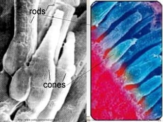 http://www.yorku.ca/eye/rod-cone.gif http://www.secretbeyondmatter.com/ourbrains/theworldinourbrains_files/11-1.jpg
 