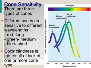 Cone SensitivityCone Sensitivity
• There are three
types of cones
• Different cones are
sensitive to different
wavelengths
- red- long
- green- medium
- blue- short
• Color blindness is
the result of lack of
one or more cone
type
 