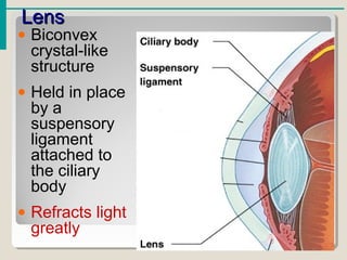 LensLens
• Biconvex
crystal-like
structure
• Held in place
by a
suspensory
ligament
attached to
the ciliary
body
• Refracts light
greatly
 
