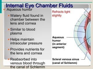 Internal Eye Chamber FluidsInternal Eye Chamber Fluids
• Aqueous humor
• Watery fluid found in
chamber between the
lens and cornea
• Similar to blood
plasma
• Helps maintain
intraocular pressure
• Provides nutrients for
the lens and cornea
• Reabsorbed into
venous blood through
the canal of Schlemm
Refracts light
slightly
 
