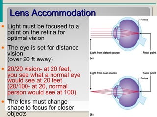 Lens AccommodationLens Accommodation
• Light must be focused to a
point on the retina for
optimal vision
• The eye is set for distance
vision
(over 20 ft away)
• 20/20 vision- at 20 feet,
you see what a normal eye
would see at 20 feet
(20/100- at 20, normal
person would see at 100)
• The lens must change
shape to focus for closer
objects
 