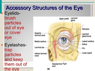 Accessory Structures of the EyeAccessory Structures of the Eye
• Eyelids-
brush
particles
out of eye
or cover
eye
• Eyelashes-
trap
particles
and keep
them out of
the eye
 