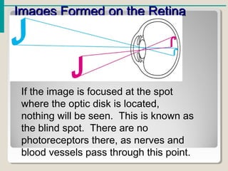 Images Formed on the RetinaImages Formed on the Retina
If the image is focused at the spot
where the optic disk is located,
nothing will be seen. This is known as
the blind spot. There are no
photoreceptors there, as nerves and
blood vessels pass through this point.
 