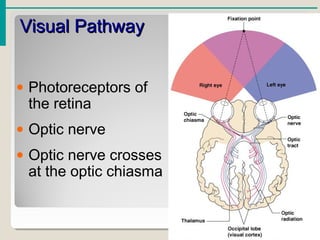 Visual PathwayVisual Pathway
• Photoreceptors of
the retina
• Optic nerve
• Optic nerve crosses
at the optic chiasma
 