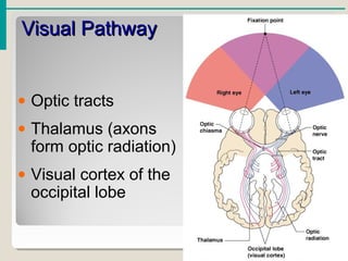 Visual PathwayVisual Pathway
• Optic tracts
• Thalamus (axons
form optic radiation)
• Visual cortex of the
occipital lobe
 