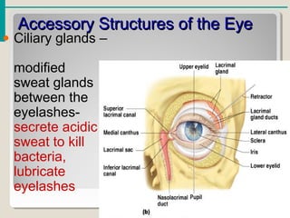 Accessory Structures of the EyeAccessory Structures of the Eye
• Ciliary glands –
modified
sweat glands
between the
eyelashes-
secrete acidic
sweat to kill
bacteria,
lubricate
eyelashes
 