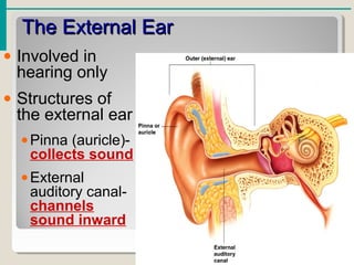 The External EarThe External Ear
• Involved in
hearing only
• Structures of
the external ear
•Pinna (auricle)-
collects sound
•External
auditory canal-
channels
sound inward
 