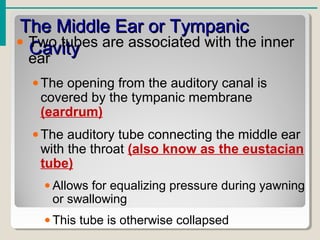 The Middle Ear or TympanicThe Middle Ear or Tympanic
CavityCavity• Two tubes are associated with the inner
ear
•The opening from the auditory canal is
covered by the tympanic membrane
(eardrum)
•The auditory tube connecting the middle ear
with the throat (also know as the eustacian
tube)
• Allows for equalizing pressure during yawning
or swallowing
• This tube is otherwise collapsed
 