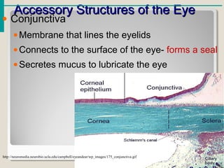 Accessory Structures of the EyeAccessory Structures of the Eye
• Conjunctiva
•Membrane that lines the eyelids
•Connects to the surface of the eye- forms a seal
•Secretes mucus to lubricate the eye
http://neuromedia.neurobio.ucla.edu/campbell/eyeandear/wp_images/175_conjunctiva.gif
 