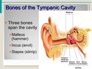 Bones of the Tympanic CavityBones of the Tympanic Cavity
• Three bones
span the cavity
•Malleus
(hammer)
•Incus (anvil)
•Stapes (stirrip)
 