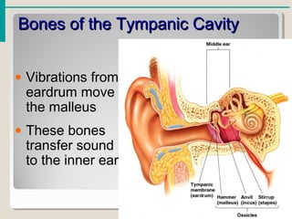 Bones of the Tympanic CavityBones of the Tympanic Cavity
• Vibrations from
eardrum move
the malleus
• These bones
transfer sound
to the inner ear
 