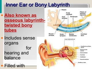 Inner Ear or Bony LabyrinthInner Ear or Bony Labyrinth
• Also known as
osseous labyrinth-
twisted bony
tubes
• Includes sense
organs
for
hearing and
balance
• Filled with
 