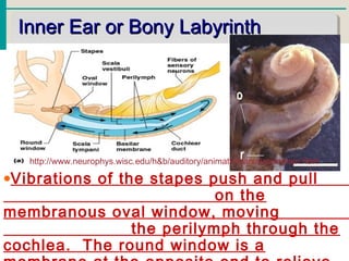 Inner Ear or Bony LabyrinthInner Ear or Bony Labyrinth
•Vibrations of the stapes push and pull
on the
membranous oval window, moving
the perilymph through the
cochlea. The round window is a
http://www.neurophys.wisc.edu/h&b/auditory/animation/animationmain.html
 