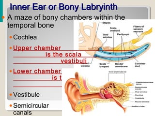 Inner Ear or Bony LabryinthInner Ear or Bony Labryinth
• A maze of bony chambers within the
temporal bone
•Cochlea
• Upper chamber
is the scala
vestibuli
• Lower chamber
is the scala
tympani
•Vestibule
•Semicircular
canals
 