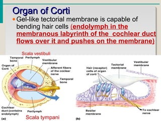 •Gel-like tectorial membrane is capable of
bending hair cells (endolymph in the
membranous labyrinth of the cochlear duct
flows over it and pushes on the membrane)
Organ of CortiOrgan of Corti
Scala tympani
Scala vestibuli
 