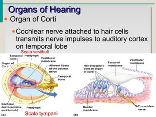 Organs of HearingOrgans of Hearing
• Organ of Corti
•Cochlear nerve attached to hair cells
transmits nerve impulses to auditory cortex
on temporal lobe
Scala tympani
Scala vestibuli
 