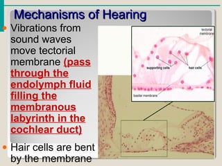 Mechanisms of HearingMechanisms of Hearing
• Vibrations from
sound waves
move tectorial
membrane (pass
through the
endolymph fluid
filling the
membranous
labyrinth in the
cochlear duct)
• Hair cells are bent
by the membrane
 