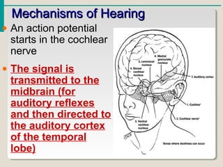 Mechanisms of HearingMechanisms of Hearing
• An action potential
starts in the cochlear
nerve
• The signal is
transmitted to the
midbrain (for
auditory reflexes
and then directed to
the auditory cortex
of the temporal
lobe)
 