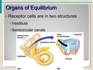 Organs of EquilibriumOrgans of Equilibrium
• Receptor cells are in two structures
•Vestibule
•Semicircular canals
 