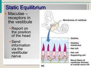 Static EquilibriumStatic Equilibrium
• Maculae –
receptors in
the vestibule
•Report on
the position
of the head
•Send
information
via the
vestibular
nerve
 