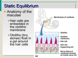 Static EquilibriumStatic Equilibrium
• Anatomy of the
maculae
•Hair cells are
embedded in
the otolithic
membrane
•Otoliths (tiny
stones) float in
a gel around
the hair cells
 