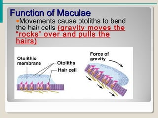 Function of MaculaeFunction of Maculae
•Movements cause otoliths to bend
the hair cells (gravity moves the
“rocks” over and pulls the
hairs)
 