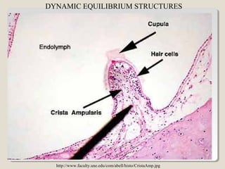 DYNAMIC EQUILIBRIUM STRUCTURES
http://www.faculty.une.edu/com/abell/histo/CristaAmp.jpg
 