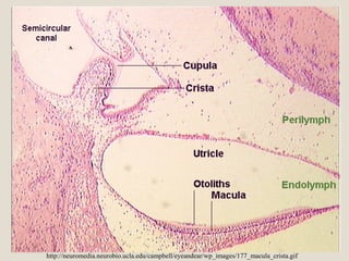 http://neuromedia.neurobio.ucla.edu/campbell/eyeandear/wp_images/177_macula_crista.gif
 