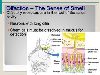 Olfaction – The Sense of SmellOlfaction – The Sense of Smell
• Olfactory receptors are in the roof of the nasal
cavity
• Neurons with long cilia
• Chemicals must be dissolved in mucus for
detection
 