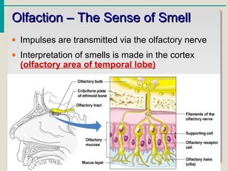 Olfaction – The Sense of SmellOlfaction – The Sense of Smell
• Impulses are transmitted via the olfactory nerve
• Interpretation of smells is made in the cortex
(olfactory area of temporal lobe)
 