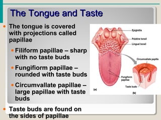 The Tongue and TasteThe Tongue and Taste
• The tongue is coveredThe tongue is covered
with projections calledwith projections called
papillaepapillae
• Filiform papillae – sharpFiliform papillae – sharp
with no taste budswith no taste buds
• Fungifiorm papillae –Fungifiorm papillae –
rounded with taste budsrounded with taste buds
• Circumvallate papillae –Circumvallate papillae –
large papillae with tastelarge papillae with taste
budsbuds
• Taste buds are found onTaste buds are found on
the sides of papillaethe sides of papillae
 