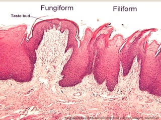 http://neuromedia.neurobio.ucla.edu/campbell/oral_cavity/wp_images/96_fungiform.gif
 