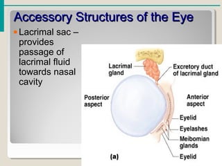 Accessory Structures of the EyeAccessory Structures of the Eye
•Lacrimal sac –
provides
passage of
lacrimal fluid
towards nasal
cavity
 