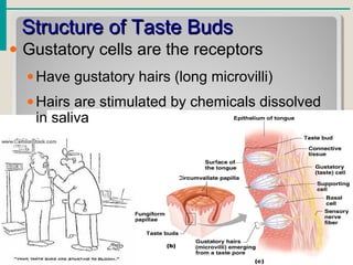 Structure of Taste BudsStructure of Taste Buds
• Gustatory cells are the receptors
•Have gustatory hairs (long microvilli)
•Hairs are stimulated by chemicals dissolved
in saliva
 