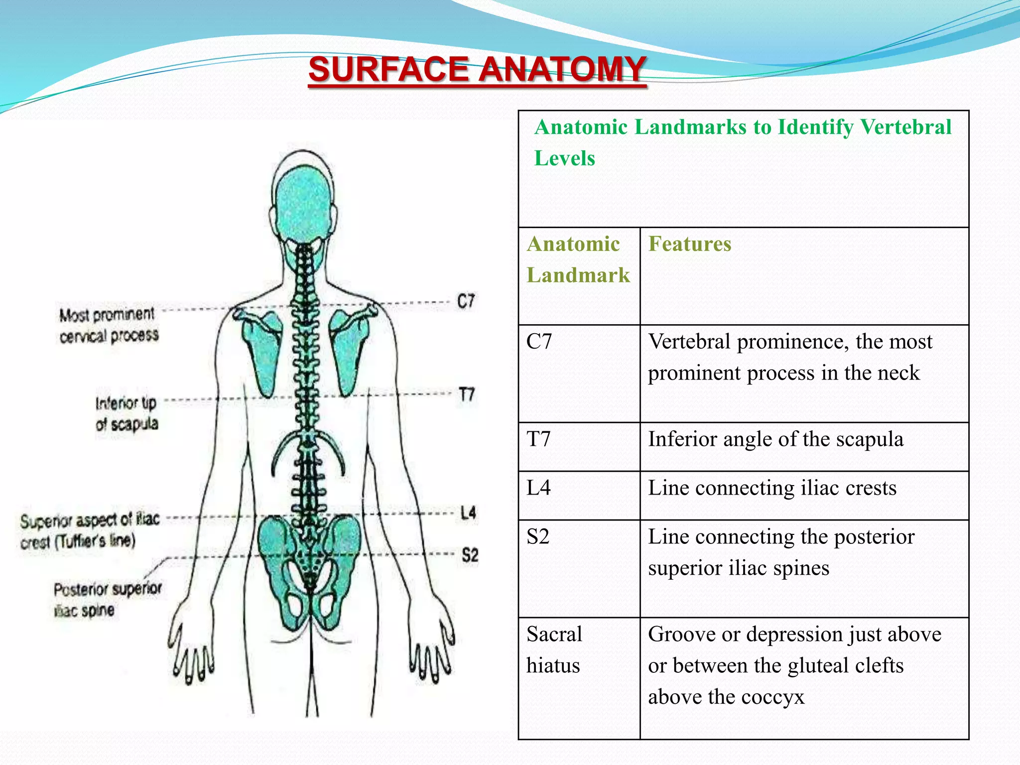 SURFACE ANATOMY
Anatomic Landmarks to Identify Vertebral
Levels
Anatomic
Landmark
Features
C7 Vertebral prominence, the most
prominent process in the neck
T7 Inferior angle of the scapula
L4 Line connecting iliac crests
S2 Line connecting the posterior
superior iliac spines
Sacral
hiatus
Groove or depression just above
or between the gluteal clefts
above the coccyx
 