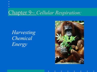 Chapter 9~  Cellular Respiration:  ,[object Object]