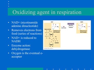 Oxidizing agent in respiration NAD+ (nicotinamide adenine dinucleotide) Removes electrons from food (series of reactions) NAD+ is reduced to NADH Enzyme action:  dehydrogenase Oxygen is the eventual e- acceptor 