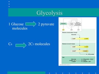 Glycolysis 1 Glucose  2 pyruvate molecules C 6   2C 3  molecules 