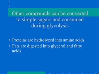 Other compounds can be converted to simple sugars and consumed during glycolysis Proteins are hydrolyzed into amino acids Fats are digested into glycerol and fatty acids 
