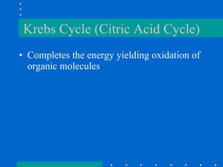 Krebs Cycle (Citric Acid Cycle) Completes the energy yielding oxidation of organic molecules 