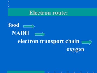 Electron route: food NADH electron transport chain  oxygen 