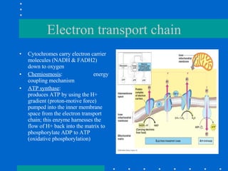 Electron transport chain Cytochromes carry electron carrier molecules (NADH & FADH2) down to oxygen Chemiosmosis :  energy coupling mechanism ATP synthase :    produces ATP by using the H+ gradient (proton-motive force) pumped into the inner membrane space from the electron transport chain; this enzyme harnesses the flow of H+ back into the matrix to phosphorylate ADP to ATP (oxidative phosphorylation) 