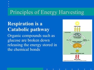 Principles of Energy Harvesting Respiration is a Catabolic pathway Organic compounds such as glucose are broken down releasing the energy stored in the chemical bonds  
