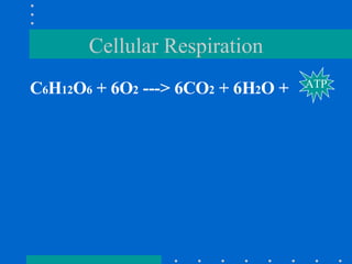 Cellular Respiration C 6 H 12 O 6  + 6O 2  ---> 6CO 2  + 6H 2 O + ATP 